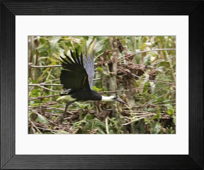 Framed Print : cigogne episcopale Bishop Stork Dissoura episcopus Framed Print : cigogne episcopale Bishop Stork Dissoura episcopus