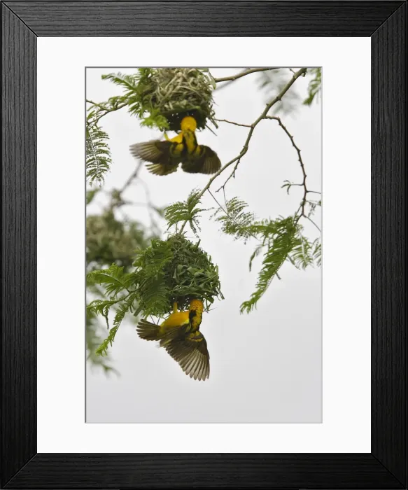 Framed Print : Tisserin gendarme Village Weaver Ploceus cucullatus Tisserin gendarme Village Weaver Ploceus cucullatus Framed Print : Tisserin gendarme Village Weaver Ploceus cucullatus Tisserin gendarme Village Weaver Ploceus cucullatus