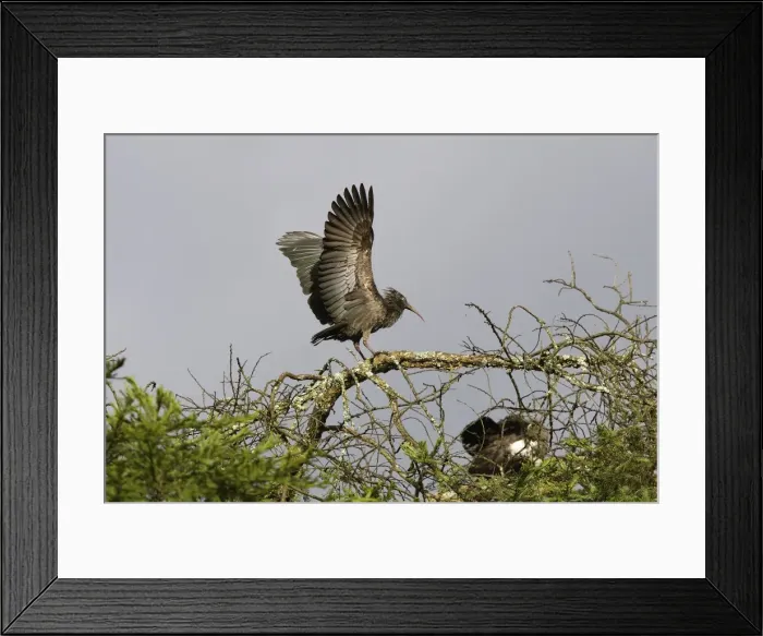 Framed Print : Ibis caroncule Wattled Ibis. Bostrychia carunculata Framed Print : Ibis caroncule Wattled Ibis. Bostrychia carunculata
