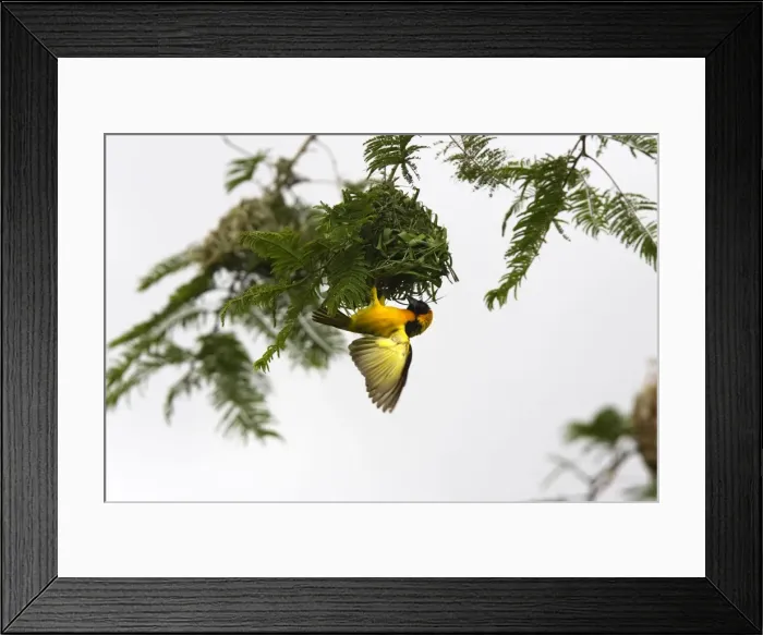 Framed Print : Tisserin gendarme Village Weaver Ploceus cucullatus Tisserin gendarme Village Weaver Ploceus cucullatus Framed Print : Tisserin gendarme Village Weaver Ploceus cucullatus Tisserin gendarme Village Weaver Ploceus cucullatus
