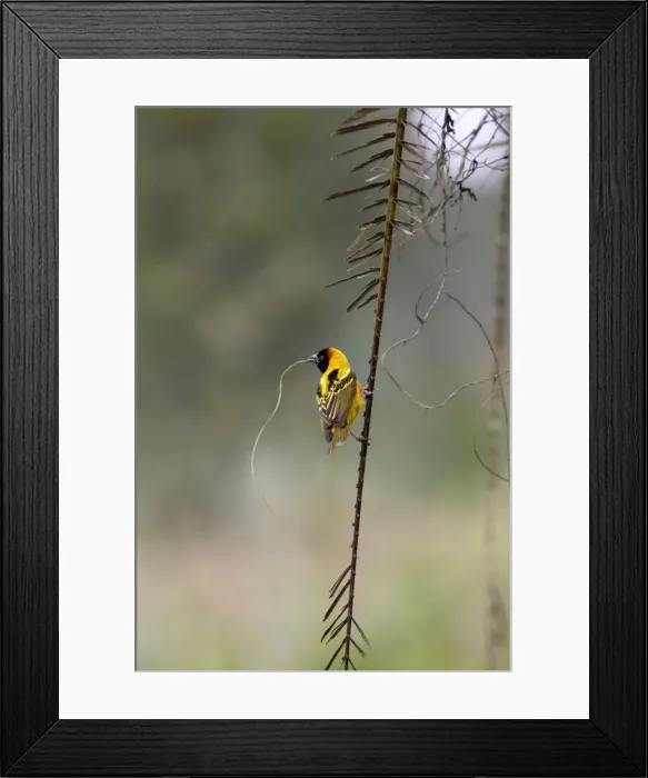 Framed Print : Tisserin gendarme Village Weaver Ploceus cucullatus Tisserin gendarme Village Weaver Ploceus cucullatus Framed Print : Tisserin gendarme Village Weaver Ploceus cucullatus Tisserin gendarme Village Weaver Ploceus cucullatus