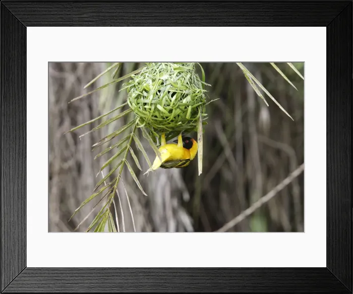Framed Print : Tisserin gendarme Village Weaver Ploceus cucullatus Tisserin gendarme Village Weaver Ploceus cucullatus Framed Print : Tisserin gendarme Village Weaver Ploceus cucullatus Tisserin gendarme Village Weaver Ploceus cucullatus