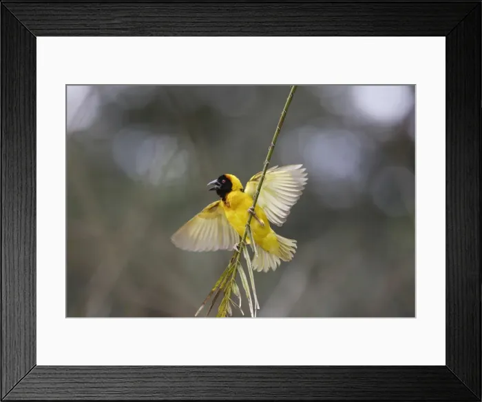 Framed Print : Tisserin gendarme Village Weaver Ploceus cucullatus Tisserin gendarme Village Weaver Ploceus cucullatus Framed Print : Tisserin gendarme Village Weaver Ploceus cucullatus Tisserin gendarme Village Weaver Ploceus cucullatus