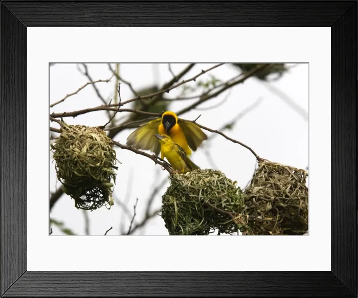 Framed Print : Tisserin gendarme Village Weaver Ploceus cucullatus Tisserin gendarme Village Weaver Ploceus cucullatus Framed Print : Tisserin gendarme Village Weaver Ploceus cucullatus Tisserin gendarme Village Weaver Ploceus cucullatus