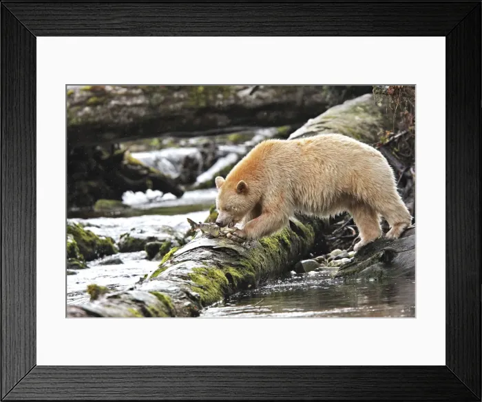 Framed Print : ours kermode a la peche au saumon Framed Print : ours kermode a la peche au saumon
