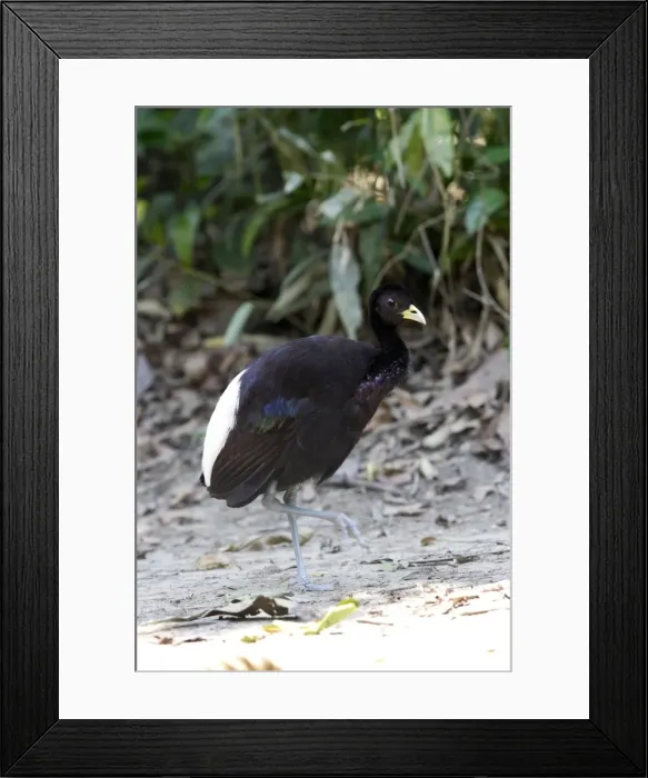 Framed Print : agami a ailes blanches Framed Print : agami a ailes blanches