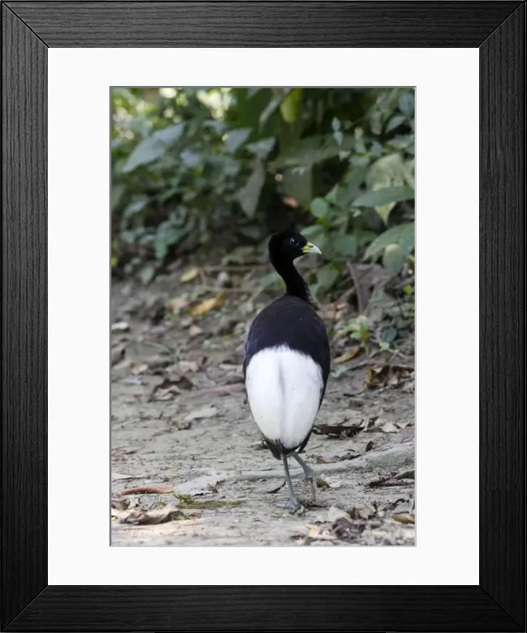 Framed Print : agami a ailes blanches Framed Print : agami a ailes blanches