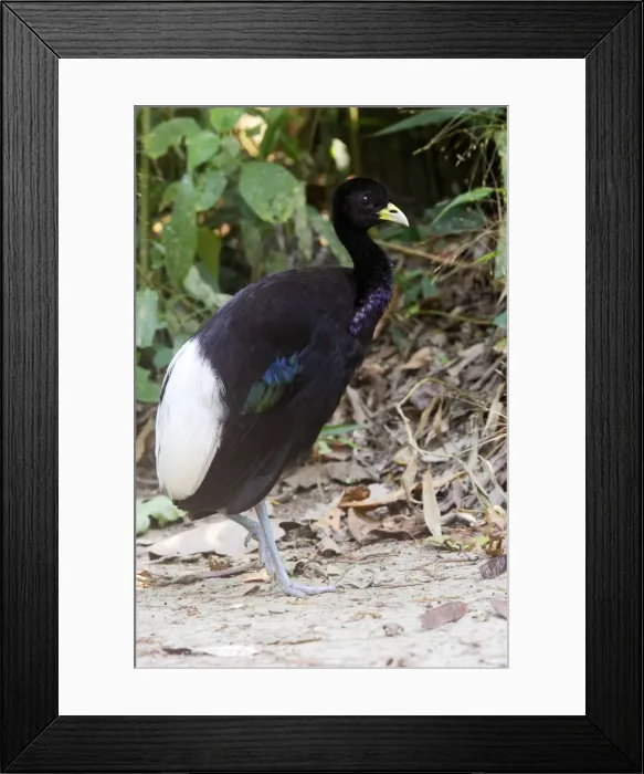 Framed Print : agami a ailes blanches Framed Print : agami a ailes blanches