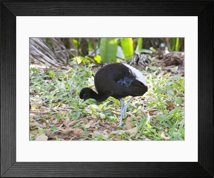Framed Print : agami a ailes blanches Framed Print : agami a ailes blanches