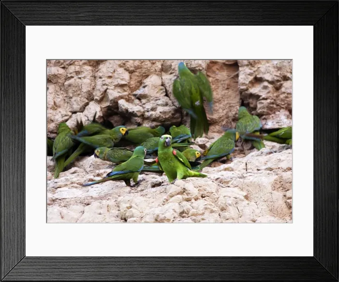 Framed Print : amazone a front jaune Framed Print : amazone a front jaune