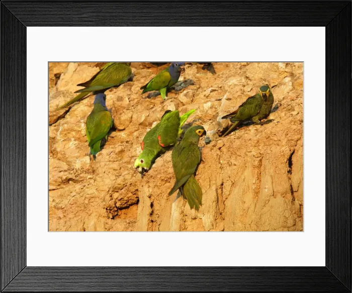 Framed Print : amazone a front jaune a la falaise d'argile pour manger de la terre Framed Print : amazone a front jaune a la falaise d'argile pour manger de la terre