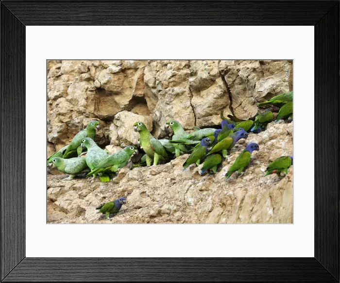 Framed Print : amazone poudree a la falaise d'argile pour manger de la terre Framed Print : amazone poudree a la falaise d'argile pour manger de la terre