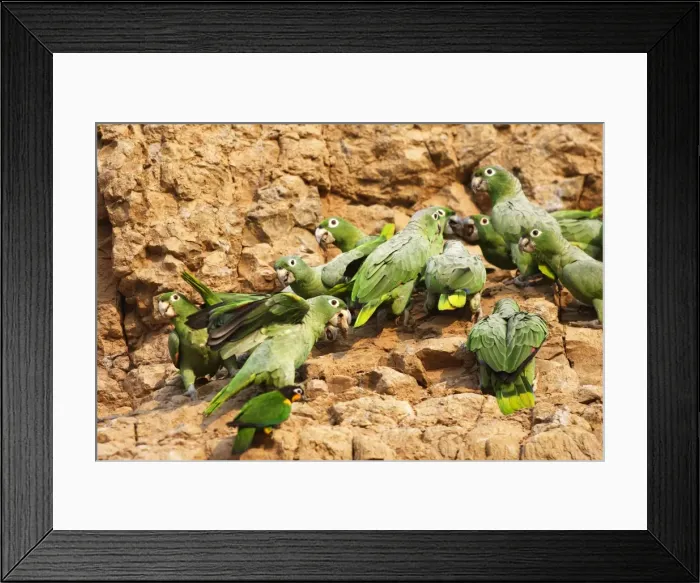 Framed Print : amazone poudree Framed Print : amazone poudree