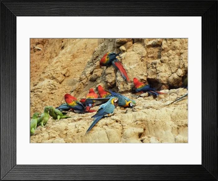 Framed Print : ara bleu a la falaise d'argile pour manger de la terre Framed Print : ara bleu a la falaise d'argile pour manger de la terre