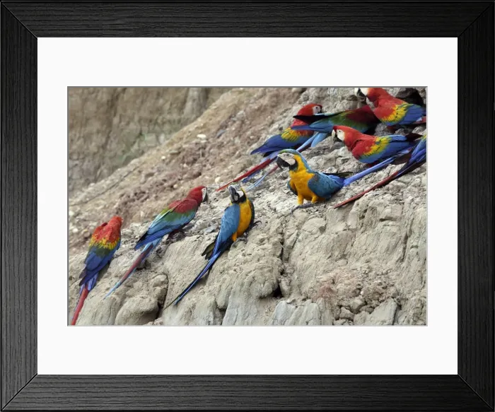 Framed Print : ara bleu a la falaise d'argile pour manger de la terre