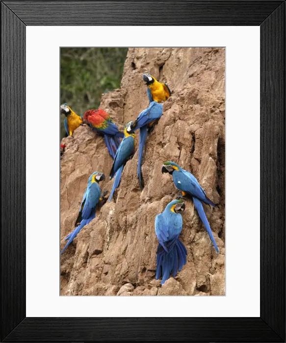 Framed Print : ara bleu a la falaise d'argile pour manger de la terre Framed Print : ara bleu a la falaise d'argile pour manger de la terre