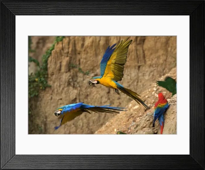 Framed Print : ara bleu a la falaise d'argile pour manger de la terre