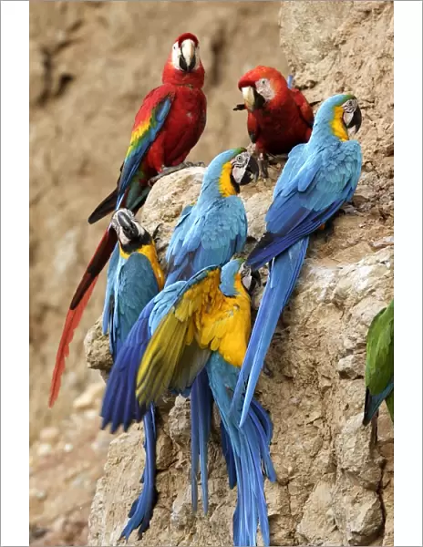 Blue and Gold Macaw Tambopata Nature Reserve Peru