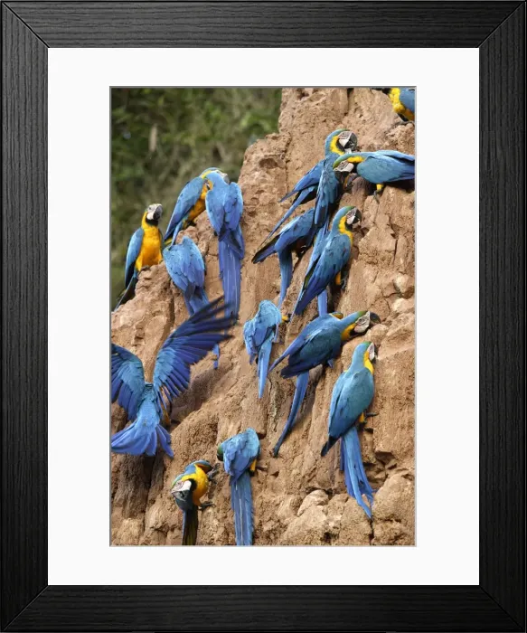 Framed Print : ara bleu a la falaise d'argile pour manger de la terre Framed Print : ara bleu a la falaise d'argile pour manger de la terre