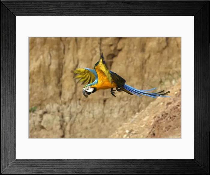 Framed Print : ara bleu a la falaise d'argile pour manger de la terre Framed Print : ara bleu a la falaise d'argile pour manger de la terre