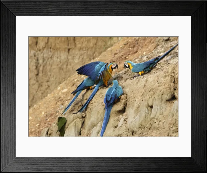 Framed Print : ara bleu a la falaise d'argile pour manger de la terre Framed Print : ara bleu a la falaise d'argile pour manger de la terre