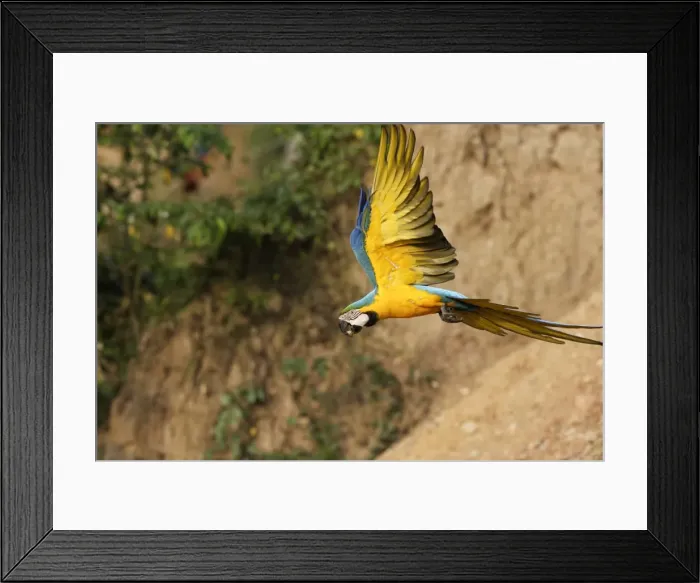 Framed Print : ara bleu a la falaise d'argile pour manger de la terre Framed Print : ara bleu a la falaise d'argile pour manger de la terre