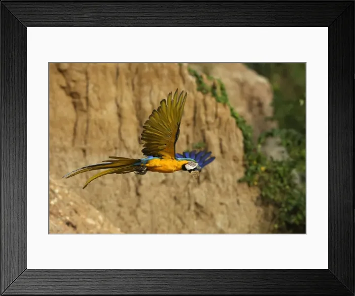 Framed Print : ara bleu a la falaise d'argile pour manger de la terre Framed Print : ara bleu a la falaise d'argile pour manger de la terre