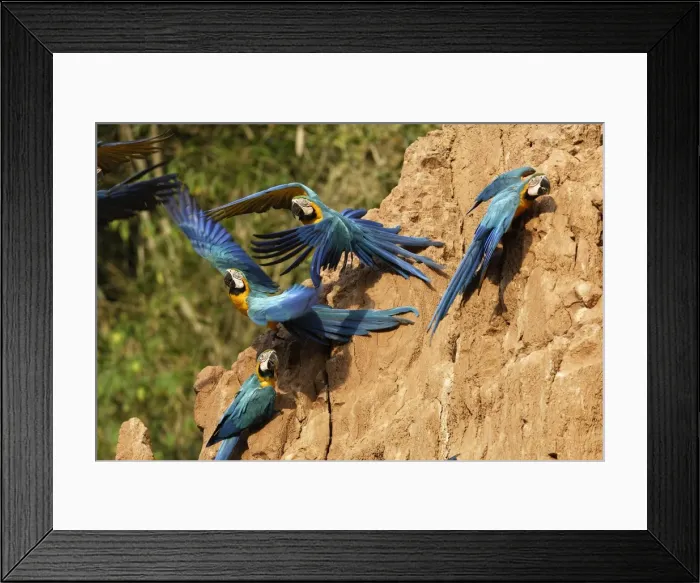 Framed Print : ara bleu a la falaise d'argile pour manger de la terre Framed Print : ara bleu a la falaise d'argile pour manger de la terre