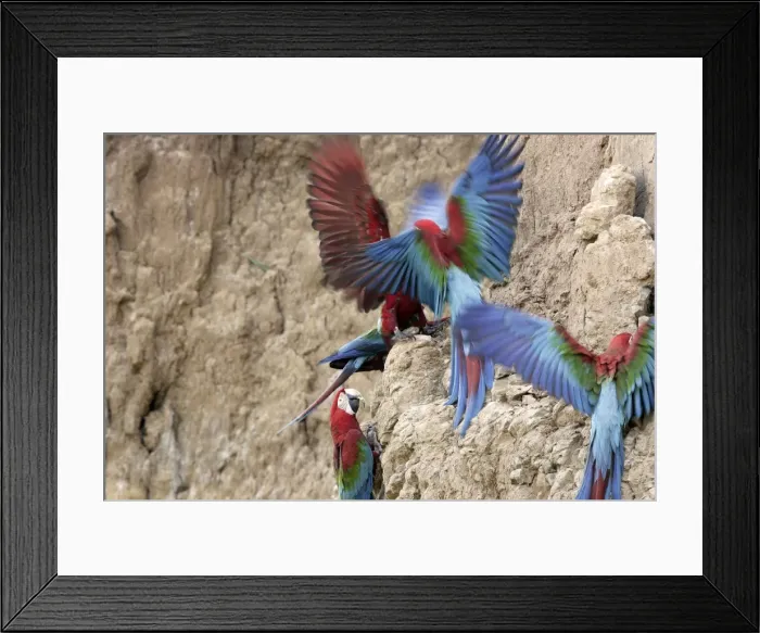 Framed Print : ara chloroptere a la falaise d'argile pour manger de la terre Framed Print : ara chloroptere a la falaise d'argile pour manger de la terre