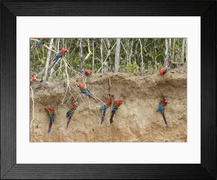 Framed Print : ara chloroptere a la falaise d'argile pour manger de la terre Framed Print : ara chloroptere a la falaise d'argile pour manger de la terre