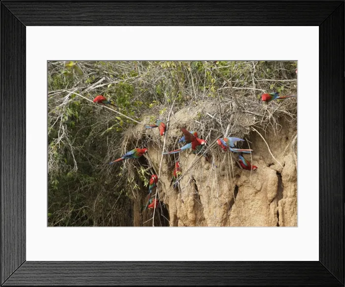 Framed Print : ara chloroptere Framed Print : ara chloroptere
