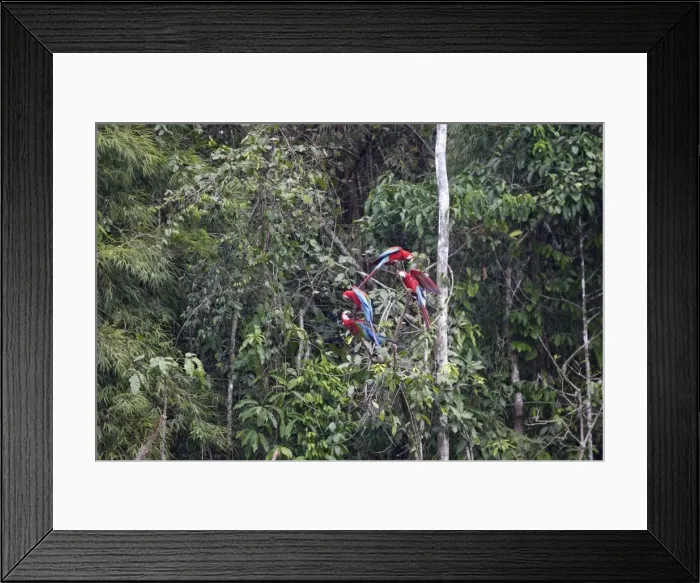 Framed Print : ara chloroptere Framed Print : ara chloroptere