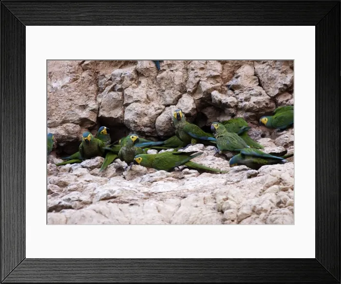 Framed Print : ara macavouanne Framed Print : ara macavouanne