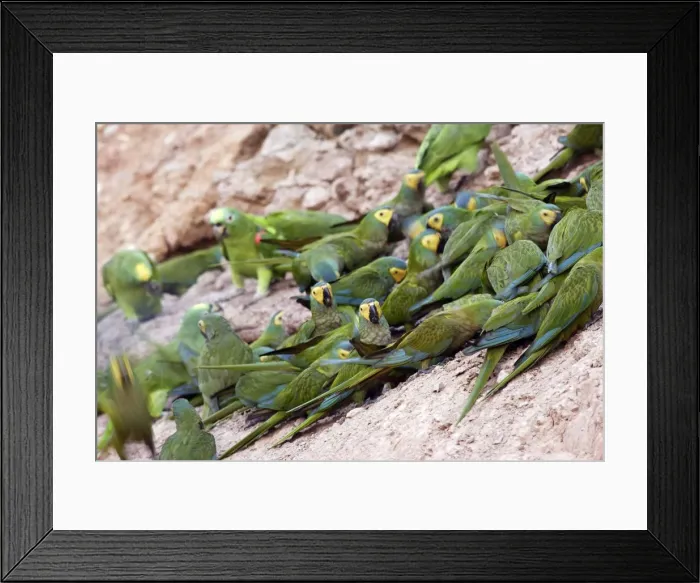 Framed Print : Ara macavouanne a Tambopata nature reserve. perou Framed Print : Ara macavouanne a Tambopata nature reserve. perou