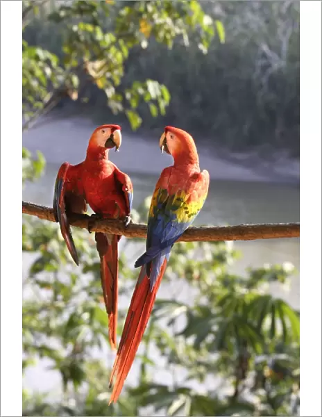 Scarlet Macaw Familly: Psittacidae Manu Wildlife Centre Peru