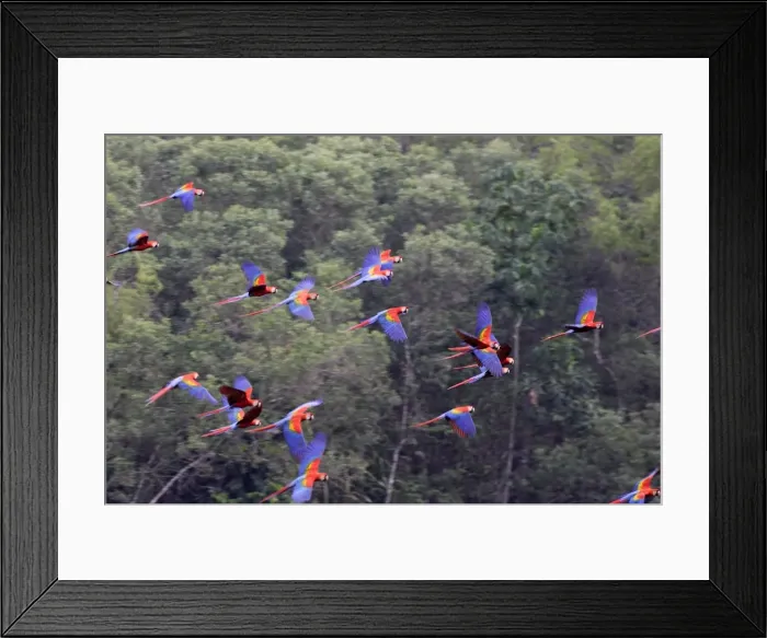 Framed Print : ara rouge. WAT-13362. Scarlet Macaw. Tambopata Nature Reserve Peru
