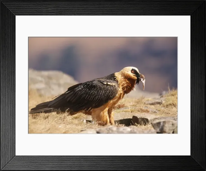 Framed Print : Lammergeier / Bearded Vulture - with bone in beak Framed Print : Lammergeier / Bearded Vulture - with bone in beak