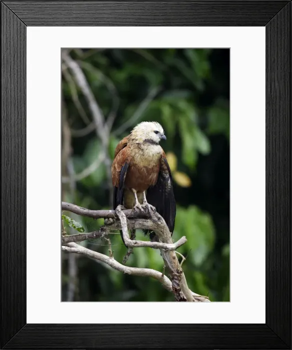 Framed Print : buse a tete blanche Framed Print : buse a tete blanche