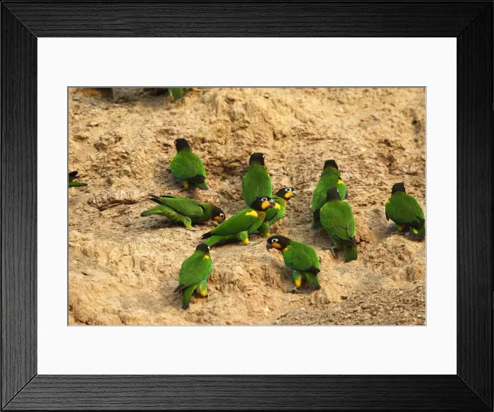 Framed Print : Caique de Barraband a la recherche d'argile Framed Print : Caique de Barraband a la recherche d'argile