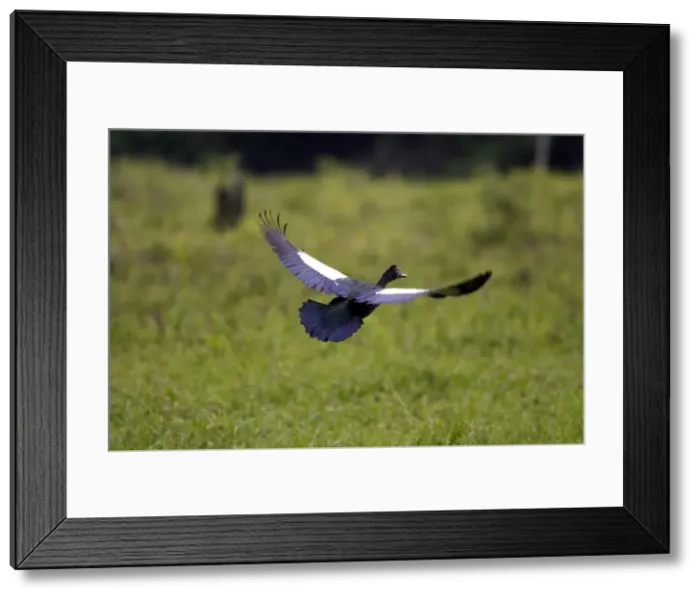Framed Print : canard musque Framed Print : canard musque