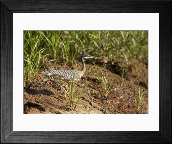 Framed Print : caurale soleil Framed Print : caurale soleil