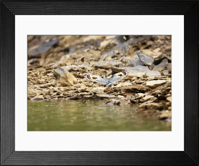 Framed Print : caurale soleil au bord de la Heath river. Amazonie peruvienne Framed Print : caurale soleil au bord de la Heath river. Amazonie peruvienne