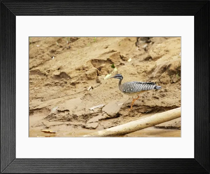 Framed Print : caurale soleil au bord de la Heath river. Amazonie peruvienne Framed Print : caurale soleil au bord de la Heath river. Amazonie peruvienne