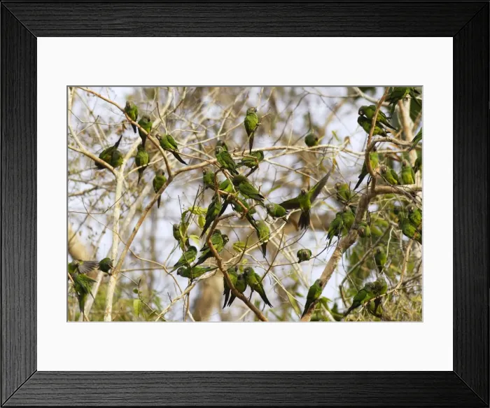 Framed Print : conure de Weddell Framed Print : conure de Weddell