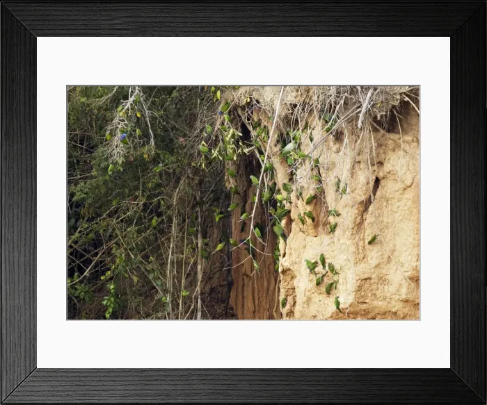 Framed Print : conure de Weddell Framed Print : conure de Weddell