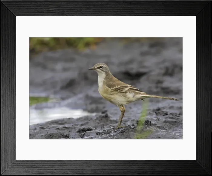 Framed Print : bergeronnette du Cap Cape Wagtail Motacilla capensis Framed Print : bergeronnette du Cap Cape Wagtail Motacilla capensis