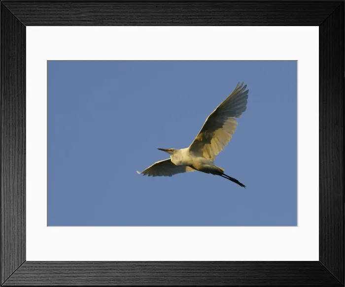 Framed Print : Grande aigrette. Great Egret Casmerodius albus Framed Print : Grande aigrette. Great Egret Casmerodius albus