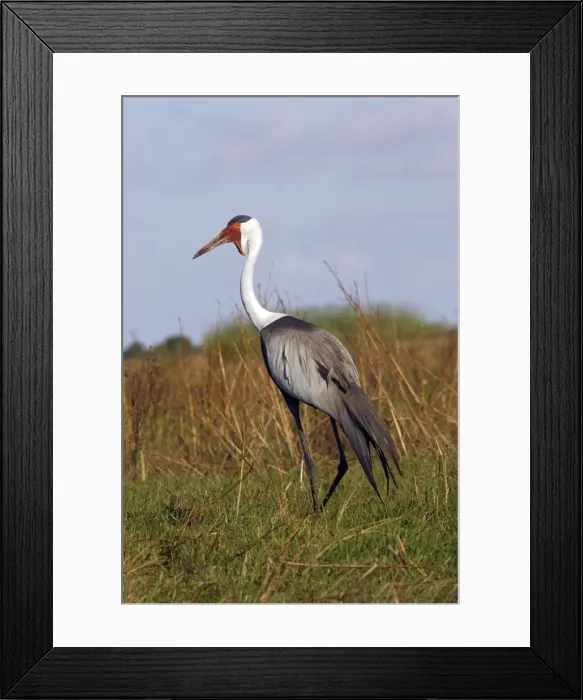 Framed Print : grue caronculee. Wattled Crane Grus carunculatus Framed Print : grue caronculee. Wattled Crane Grus carunculatus