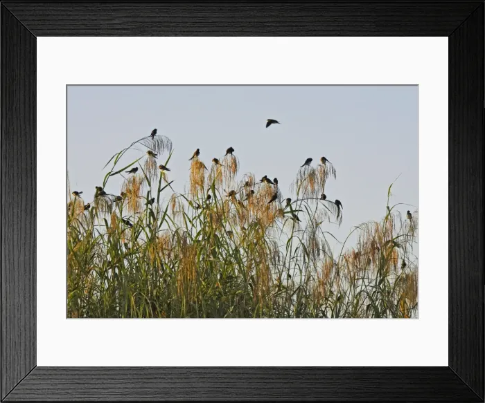 Framed Print : Hirondelle de rivage. Dortoir dans roseax Sand Martin Riparia riparia Framed Print : Hirondelle de rivage. Dortoir dans roseax Sand Martin Riparia riparia