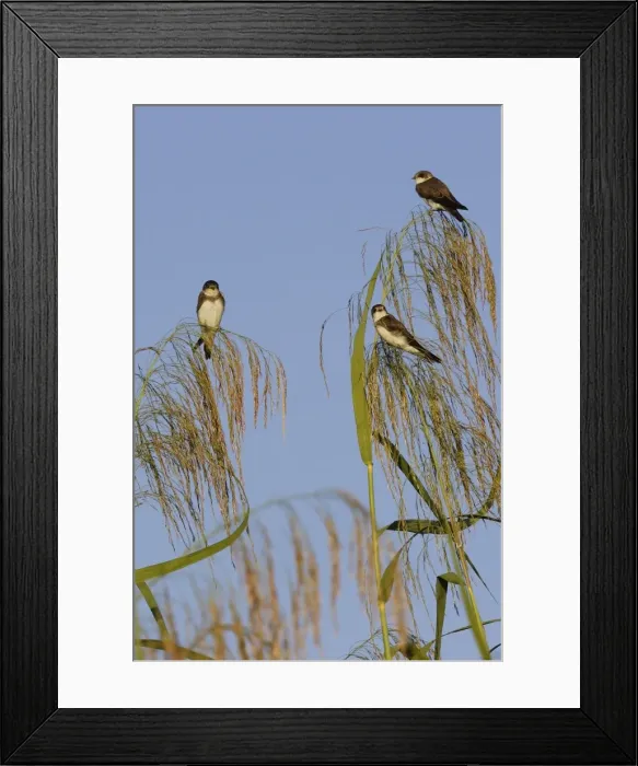 Framed Print : Hirondelle de rivage. Dortoir dans roseax Sand Martin Riparia riparia Framed Print : Hirondelle de rivage. Dortoir dans roseax Sand Martin Riparia riparia